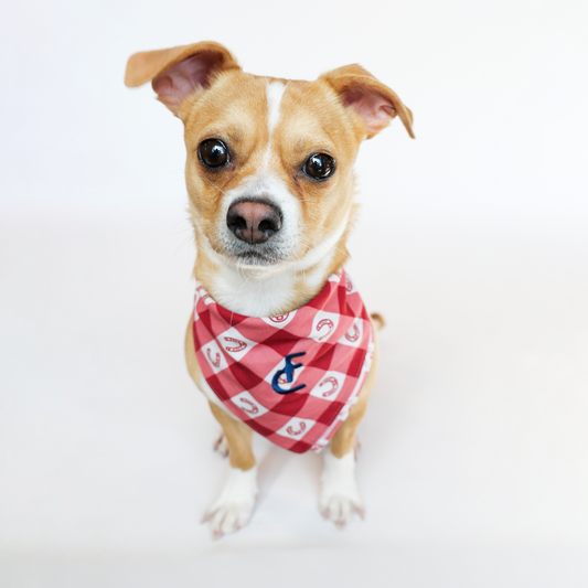 Dog Bandana