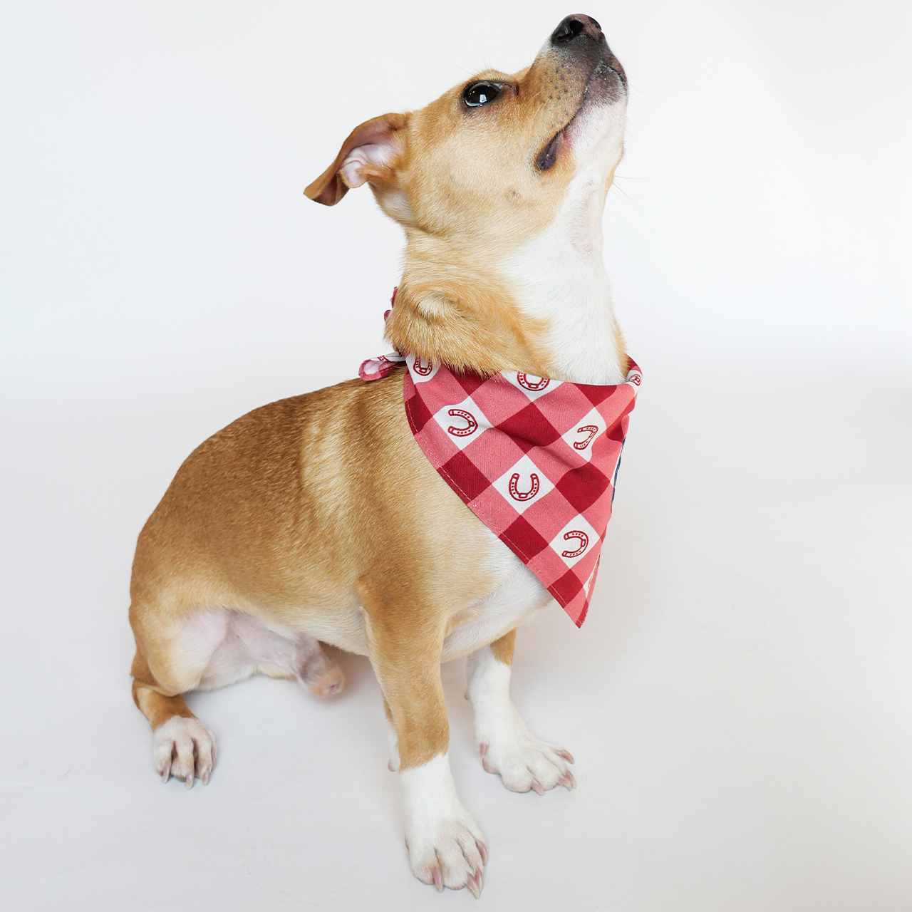 Dog Bandana