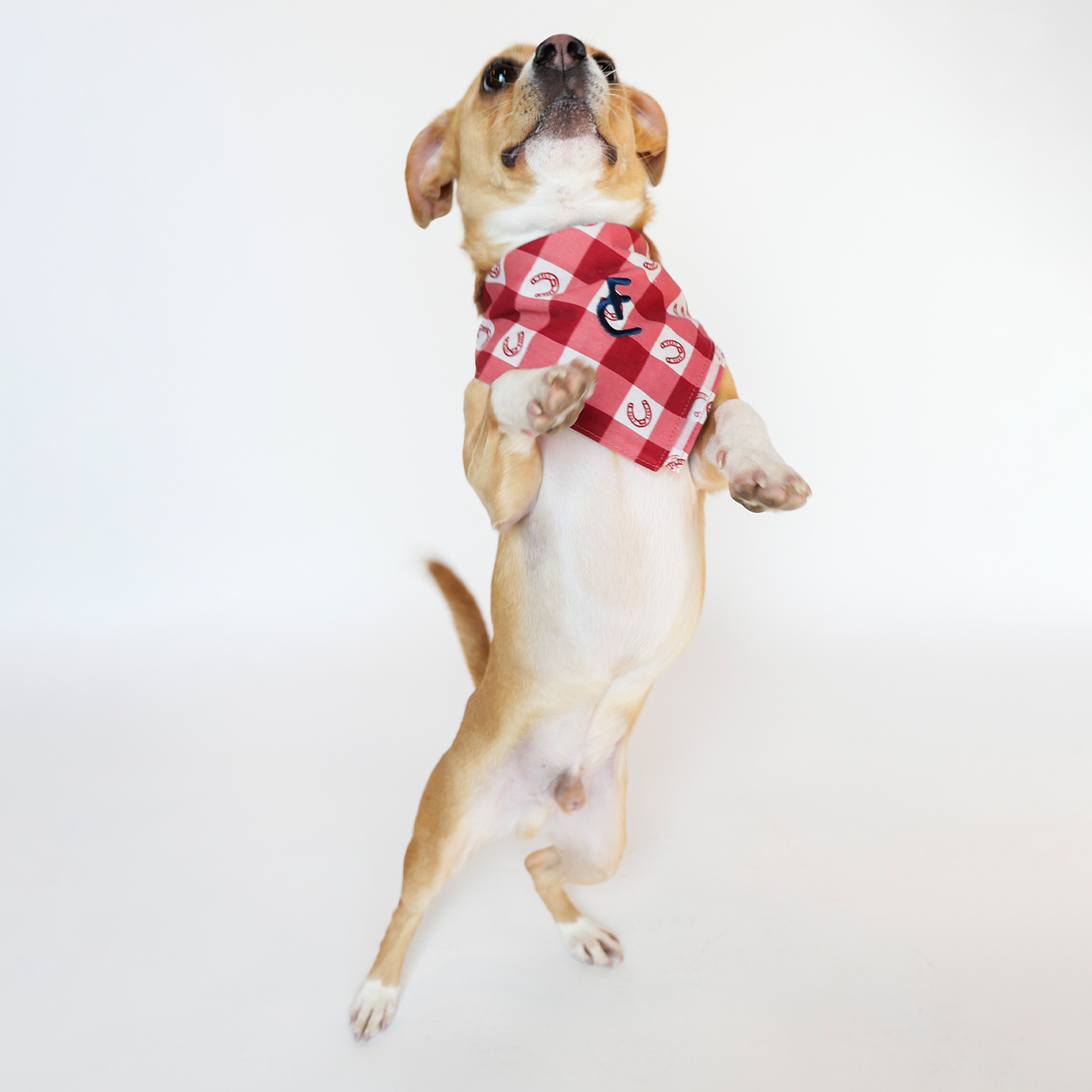 Dog Bandana