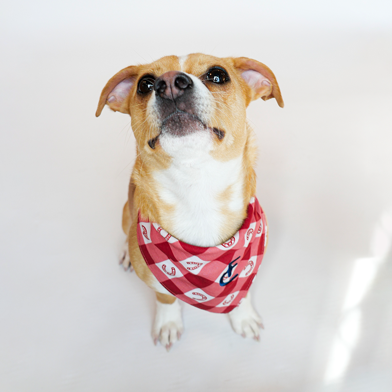 Dog Bandana
