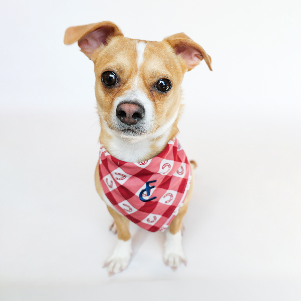 Dog Bandana