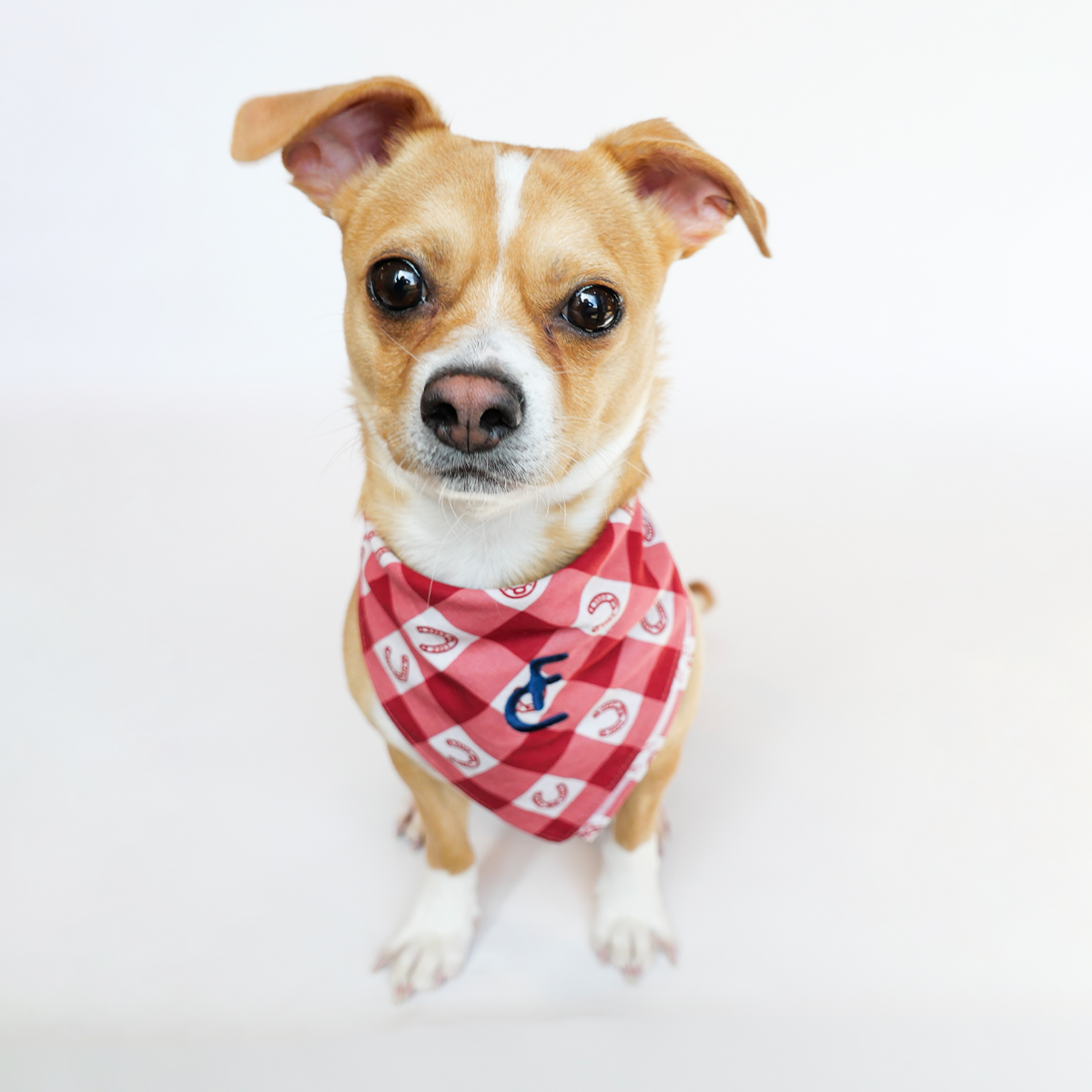Red and white checkered dog bandana with horseshoe patterns and blue embroidered e from flatland cavalry merch